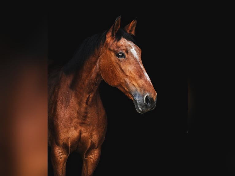 Westphalian Mare 23 years 15,2 hh Brown in Recklinghausen