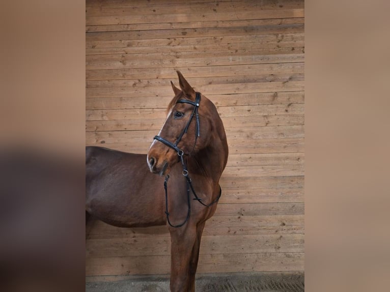 Westphalian Mare 23 years 16.2 hh Chestnut-Red in Ingolstadt