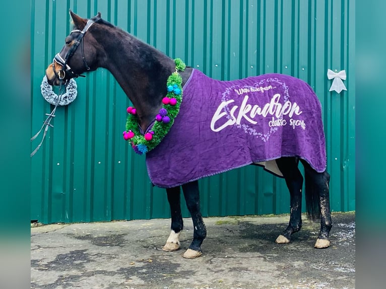 Westphalian Mare 23 years 16 hh Bay-Dark in Mengerskirchen