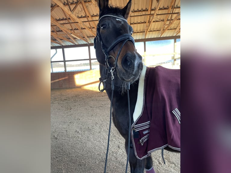 Westphalian Mare 23 years 16 hh Bay-Dark in Mengerskirchen