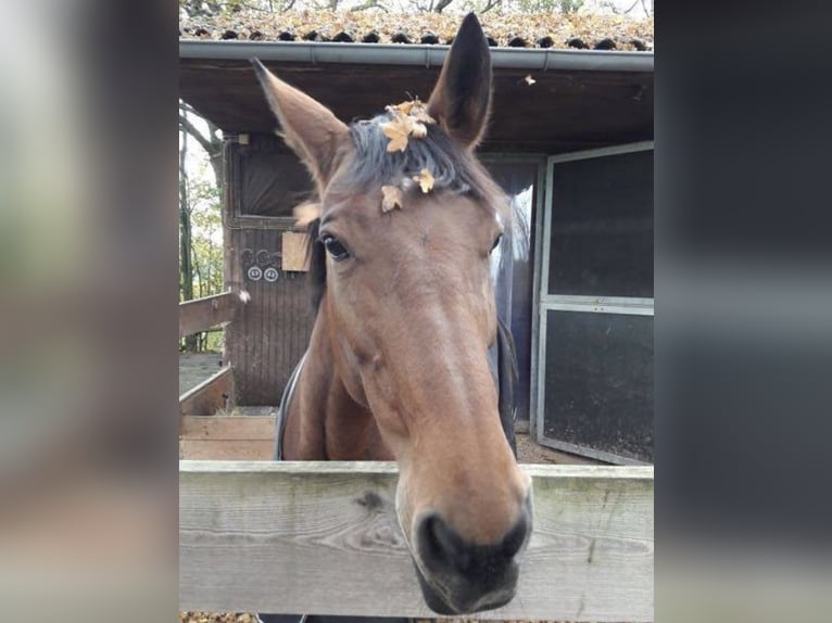 Westphalian Mare 23 years 16 hh Brown in Schwäbisch HallSchwäbisch Hall