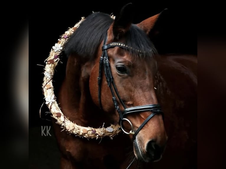 Westphalian Mare 23 years 16 hh Brown in Schwäbisch HallSchwäbisch Hall