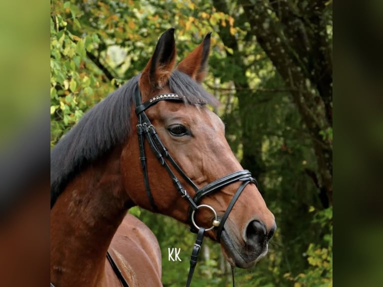 Westphalian Mare 23 years 16 hh Brown in Schwäbisch HallSchwäbisch Hall