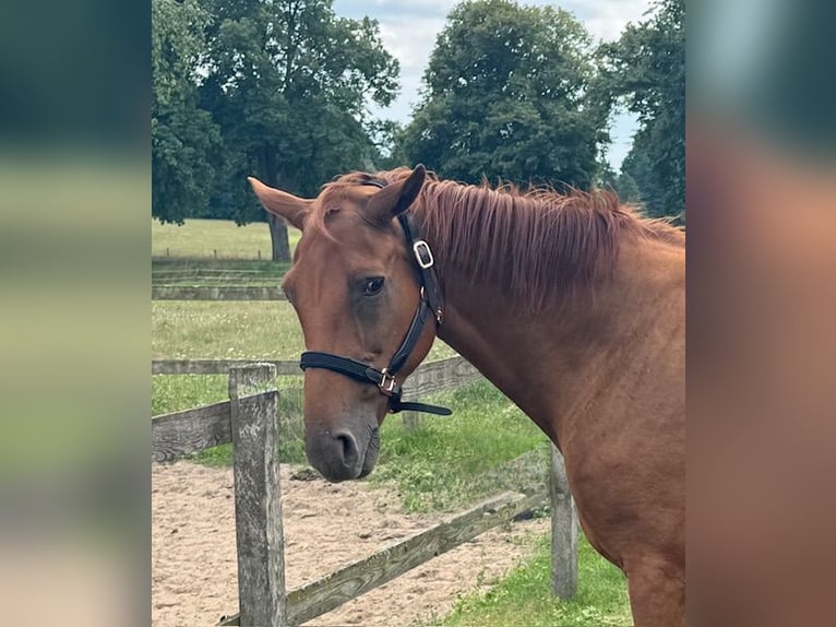 Westphalian Mare 23 years 16,1 hh Chestnut-Red in Goldenbow