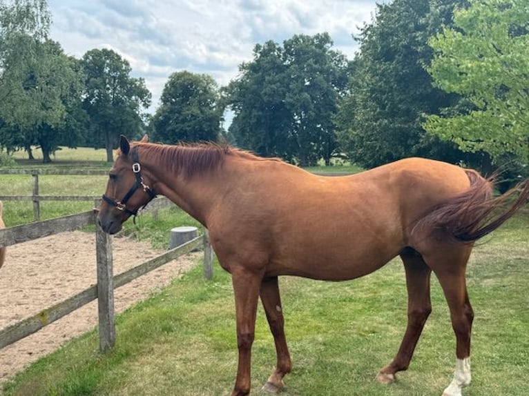 Westphalian Mare 23 years 16,1 hh Chestnut-Red in Goldenbow