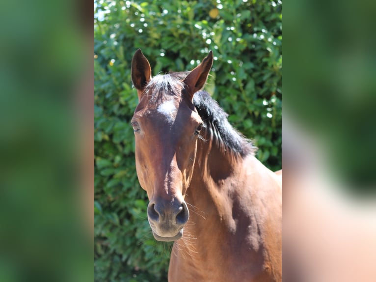 Westphalian Mare 24 years 16 hh Brown in Engen