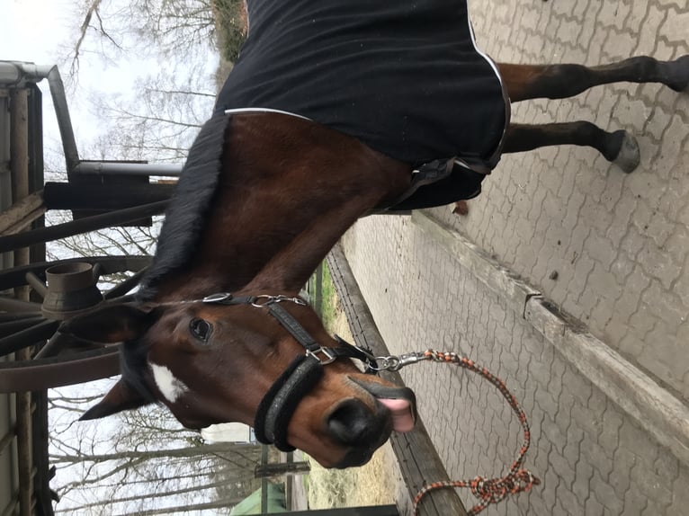 Westphalian Mare 24 years 16 hh Brown in Engen