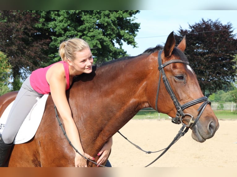 Westphalian Mare 24 years 16 hh Brown in Engen