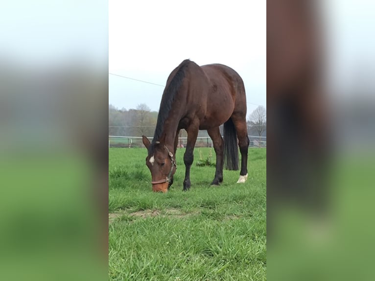 Westphalian Mare 24 years 16 hh Brown in Engen