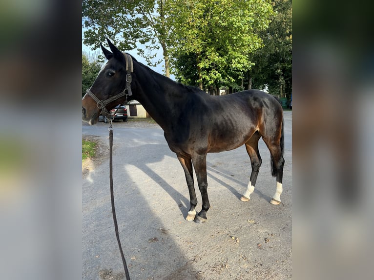 Westphalian Mare 24 years 16 hh Brown in Telgte