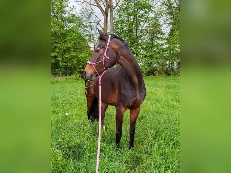 Westphalian Mare 24 years 16 hh Brown in Telgte