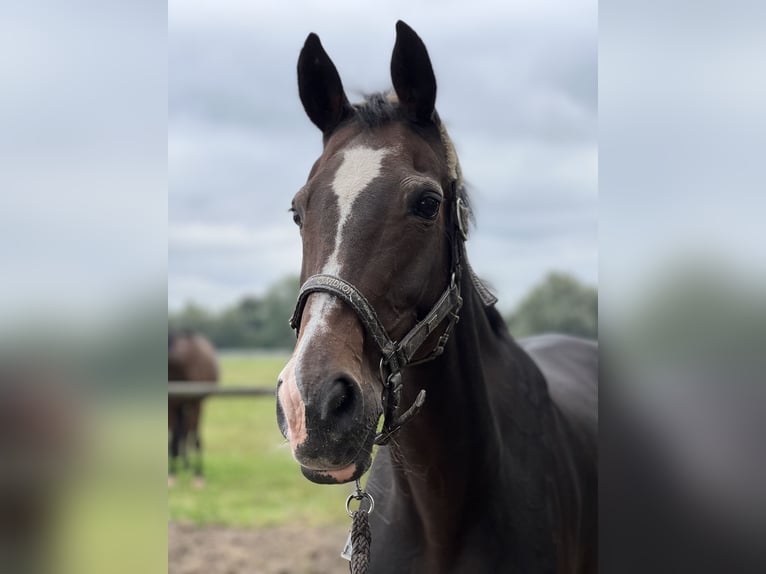 Westphalian Mare 24 years 16 hh Brown in Telgte