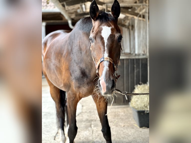 Westphalian Mare 24 years 16 hh Brown in Telgte