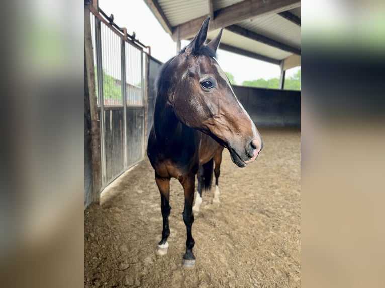 Westphalian Mare 24 years 16 hh Brown in Telgte