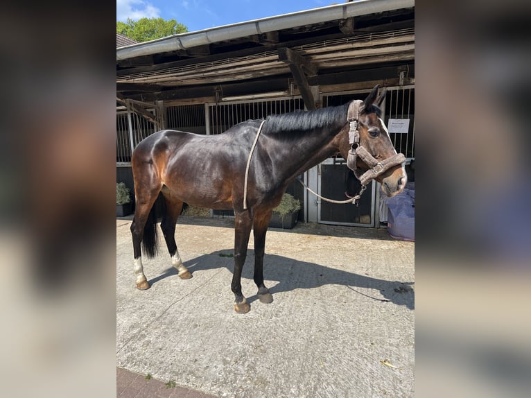Westphalian Mare 24 years 16 hh Brown in Telgte