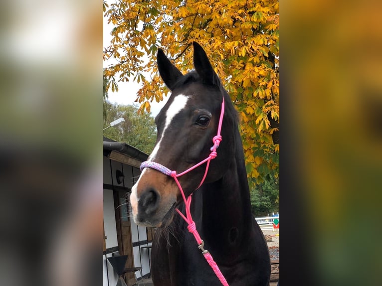 Westphalian Mare 24 years 16 hh Brown in Telgte