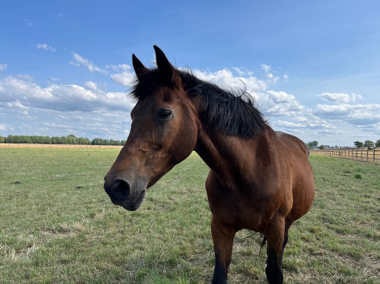 Westphalian Mare 24 years Brown in Weilerswist