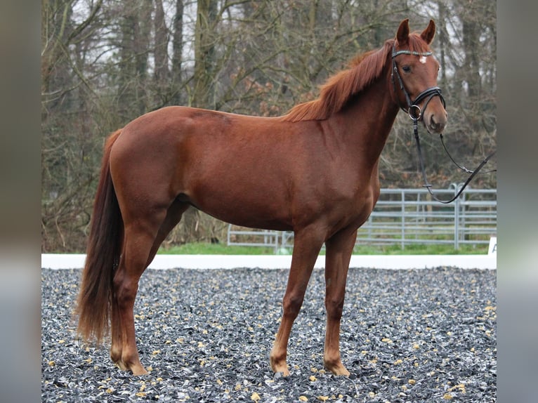 Westphalian Mare 2 years 15,3 hh Chestnut in Mettmann