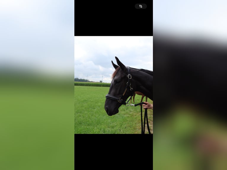 Westphalian Mare 2 years 15,3 hh Smoky-Black in Wadersloh