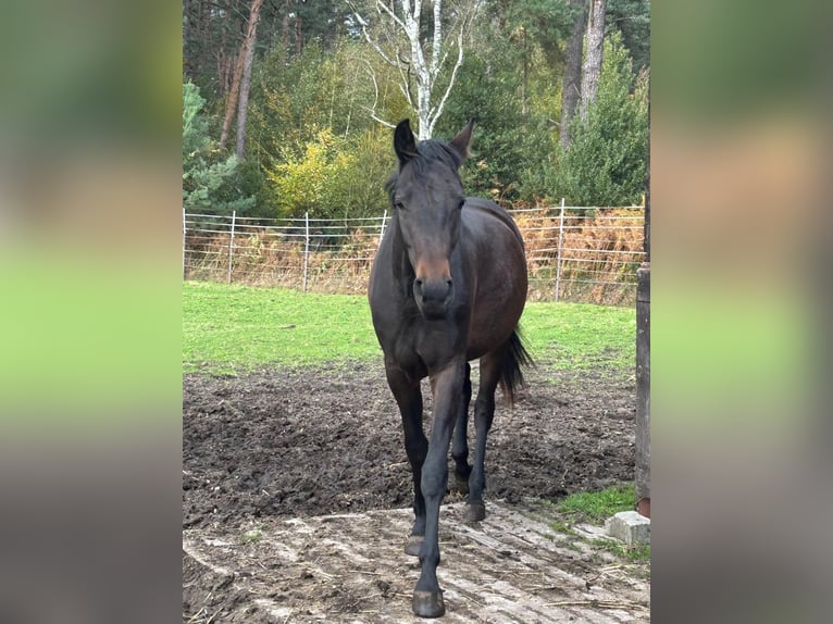 Westphalian Mare 2 years 15,2 hh Bay-Dark in Schermbeck Westphalian Mare 2 years 15,2 hh Bay-Dark in Schermbeck