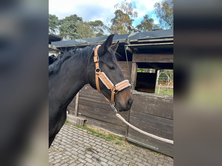 Westphalian Mare 2 years 15,2 hh Bay-Dark in Schermbeck Westphalian Mare 2 years 15,2 hh Bay-Dark in Schermbeck