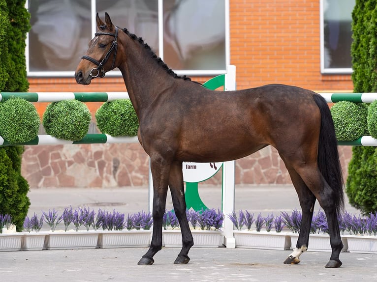 Westphalian Mare 2 years 15,2 hh Brown in M&#xFC;nster Handorf
