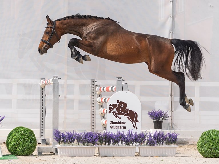 Westphalian Mare 2 years 15,2 hh Brown in M&#xFC;nster Handorf