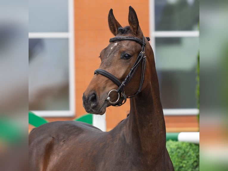 Westphalian Mare 2 years 15,2 hh Brown in M&#xFC;nster Handorf