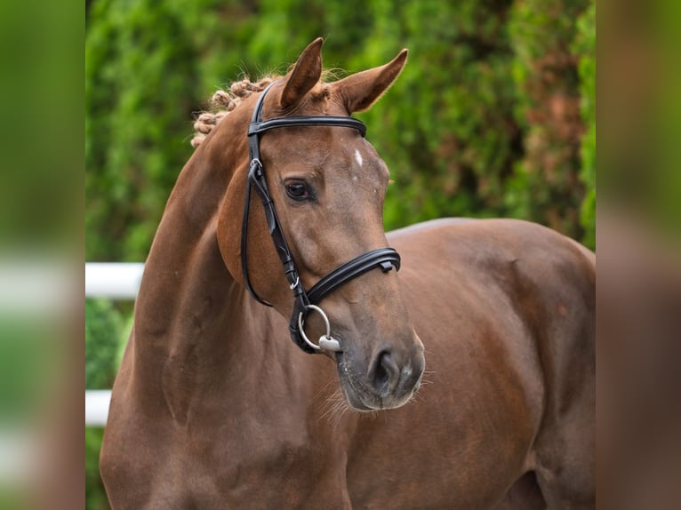 Westphalian Mare 2 years 15,2 hh Chestnut-Red in M&#xFC;nster Handorf