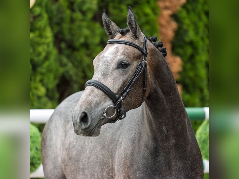 Westphalian Mare 2 years 15,2 hh Gray in M&#xFC;nster Handorf