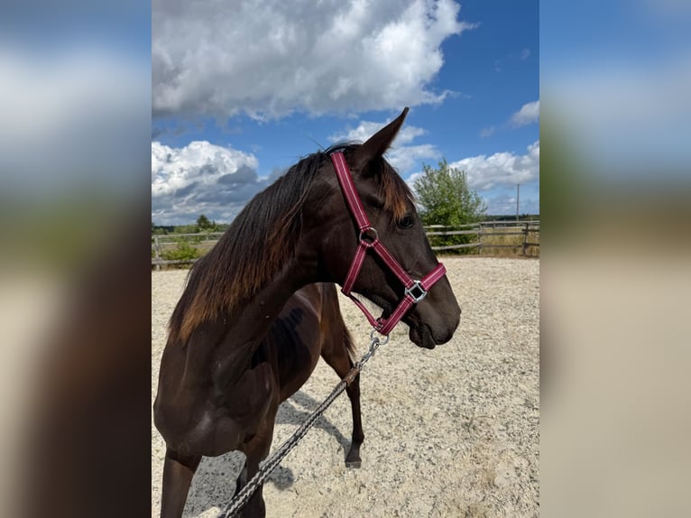 Westphalian Mare 2 years 15,2 hh Smoky-Black in Weiskirchen