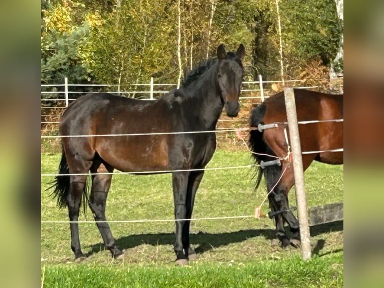 Westphalian Mare 2 years 15,3 hh Bay-Dark in Schermbeck