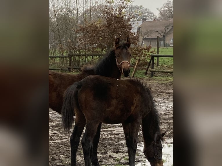 Westphalian Mare 2 years 15,3 hh Brown in Reken
