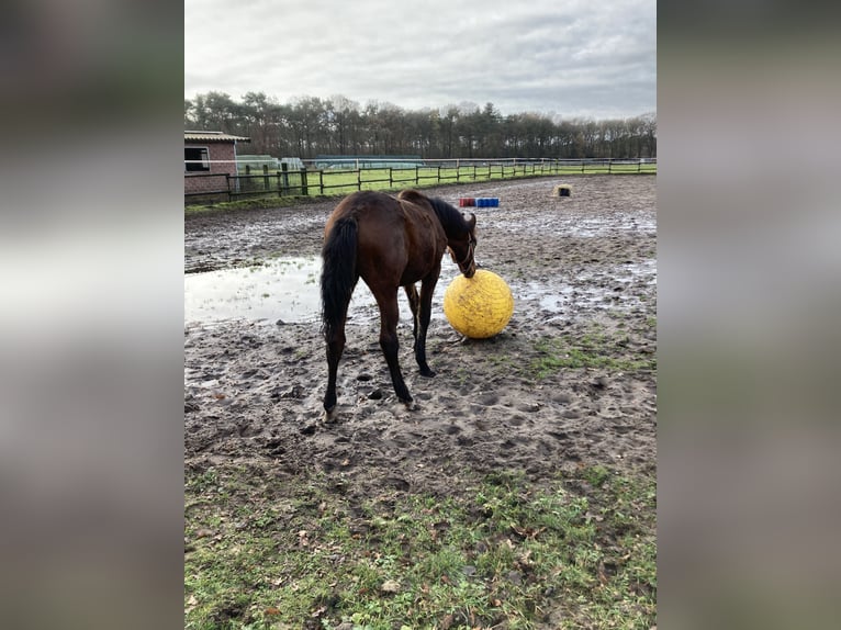 Westphalian Mare 2 years 15,3 hh Brown in Reken