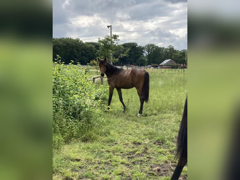 Westphalian Mare 2 years 15,3 hh Brown in Reken