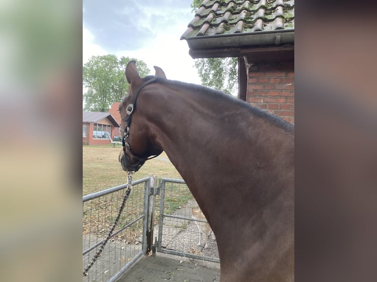 Westphalian Mare 2 years 15,3 hh Brown in Reken