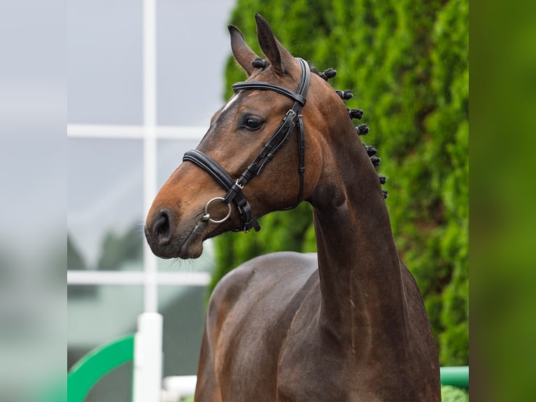Westphalian Mare 2 years 15,3 hh Brown in M&#xFC;nster Handorf