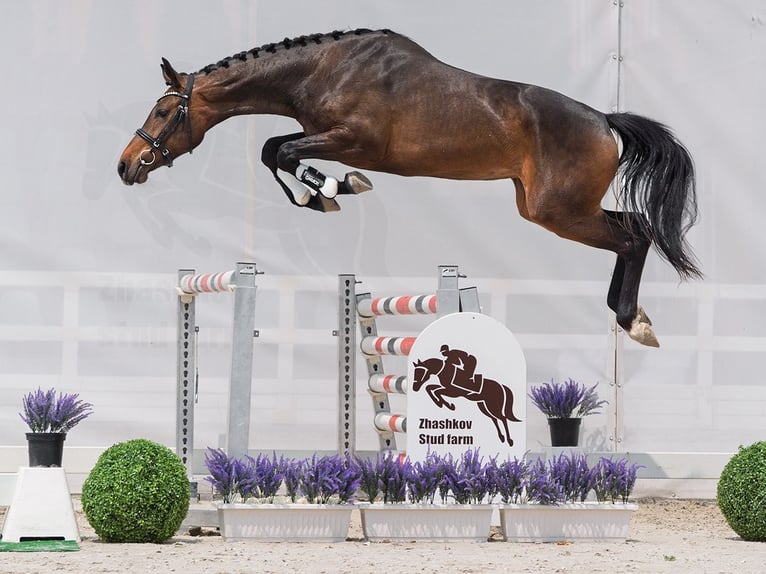 Westphalian Mare 2 years 15,3 hh Brown in M&#xFC;nster Handorf
