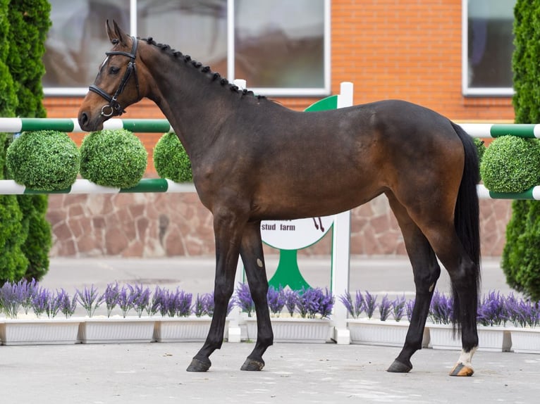 Westphalian Mare 2 years 15,3 hh Brown in M&#xFC;nster Handorf