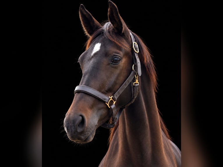 Westphalian Mare 2 years 16.1 hh Bay-Dark in Round Hill