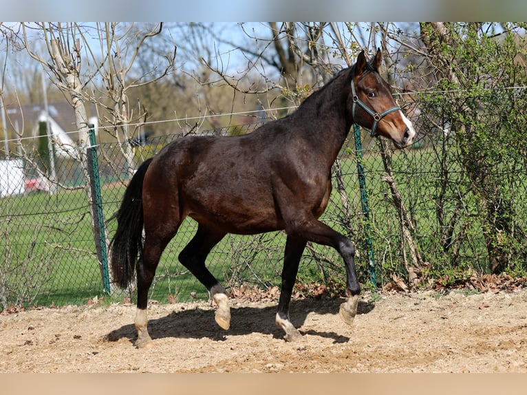 Westphalian Mare 2 years 16.1 hh Brown in Kutenholz
