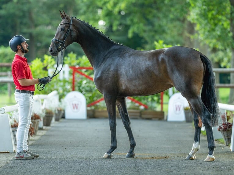 Westphalian Mare 2 years 16,1 hh Brown in Münster-Handorf