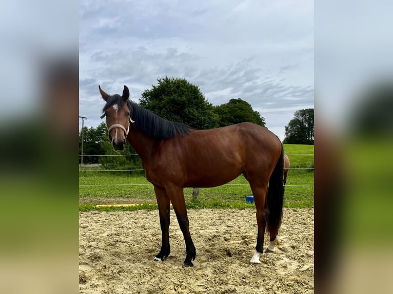 Westphalian Mare 2 years 16.1 hh Brown in Wipperfürth