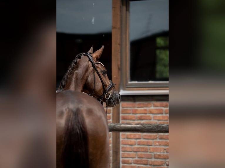 Westphalian Mare 2 years 16.1 hh Chestnut in Heidesheim am Rhein