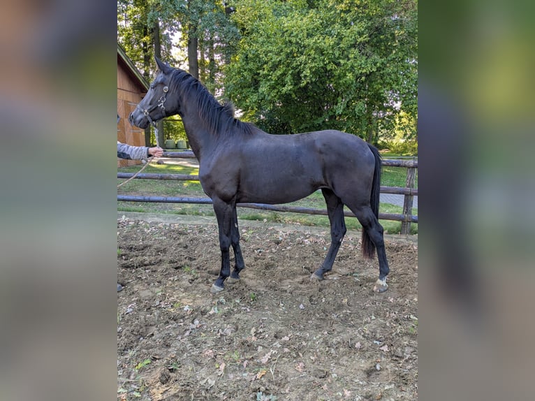 Westphalian Mare 2 years 16,2 hh Black in Vreden