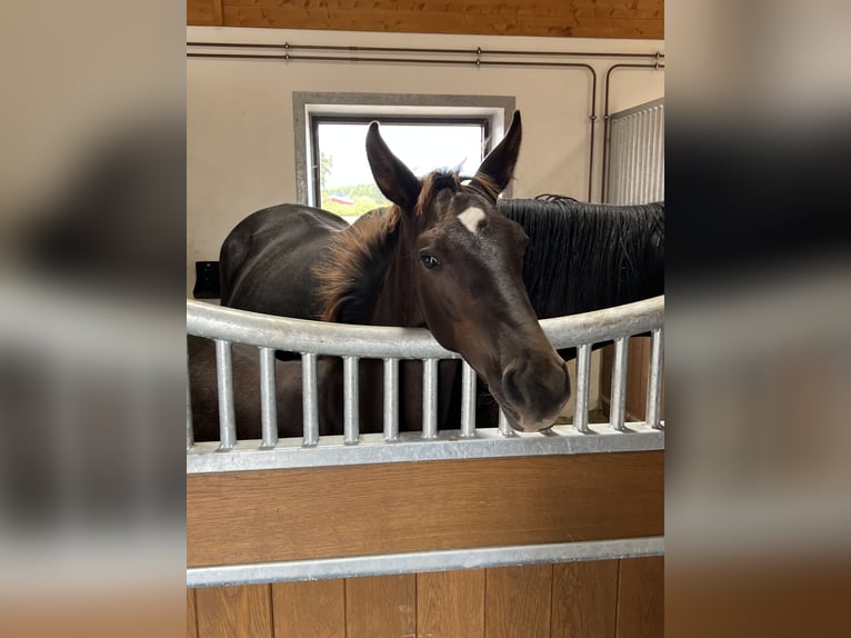 Westphalian Mare 2 years 16,2 hh Chestnut in Münster