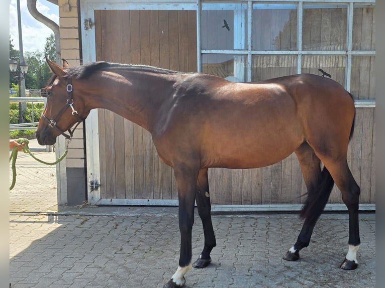 Westphalian Mare 2 years 16.3 hh Bay-Dark in Mettmann