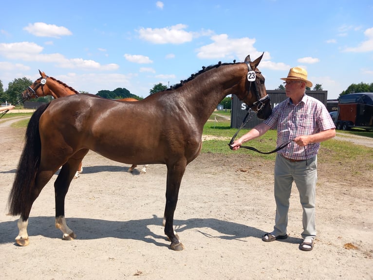 Westphalian Mare 2 years 16 hh Bay-Dark in Ahlen