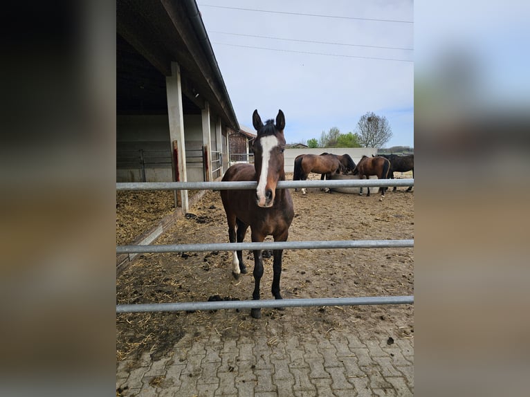 Westphalian Mare 2 years 16 hh Bay-Dark in Sauerlach