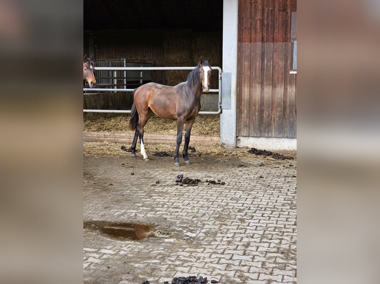 Westphalian Mare 2 years 16 hh Bay-Dark in Sauerlach